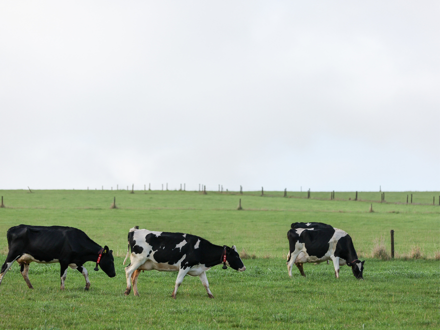 MC-1452-1570 FB Fuel & Fertiliser Disruption - Digital Webinar Response Assets news card.jpg