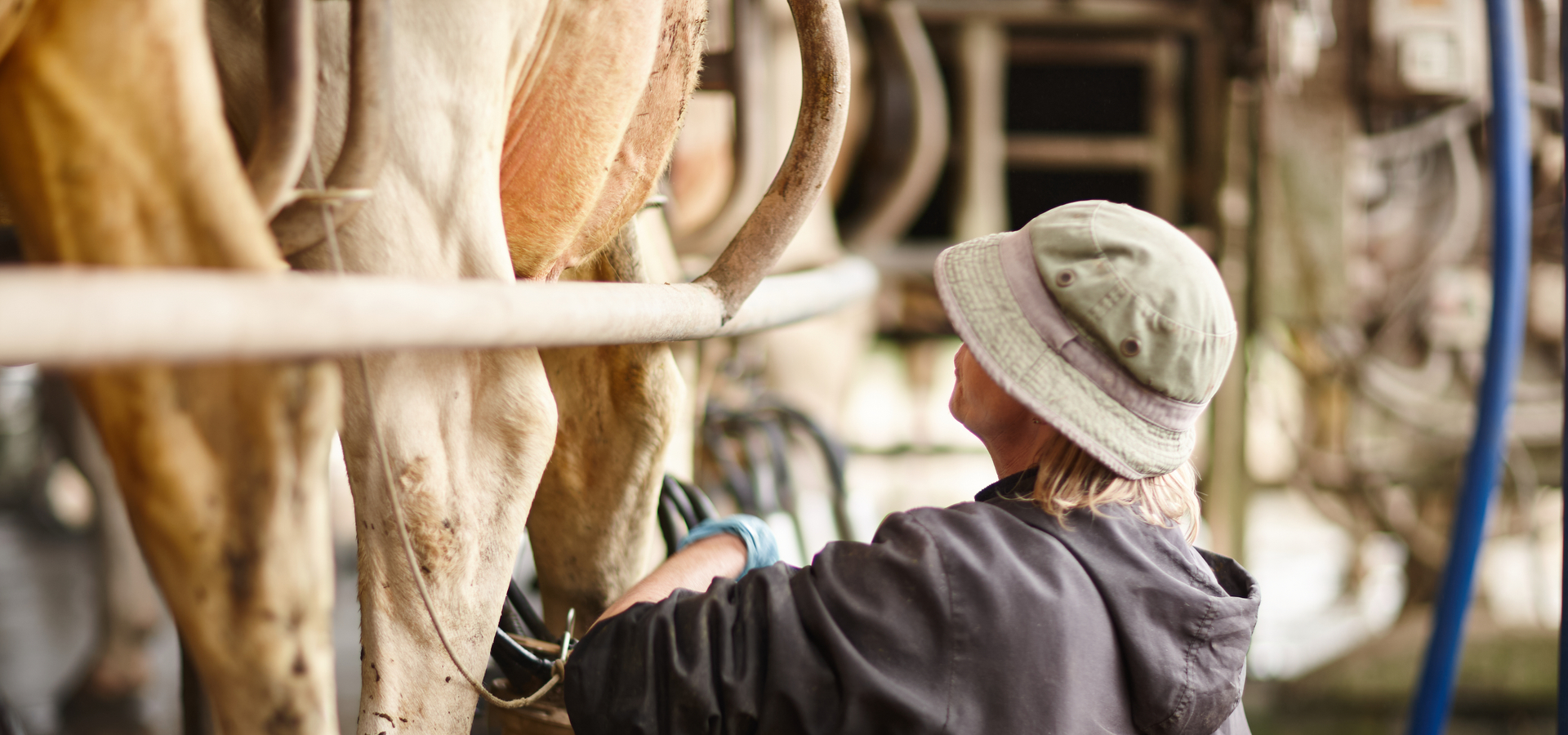 Farmer Milking Cow