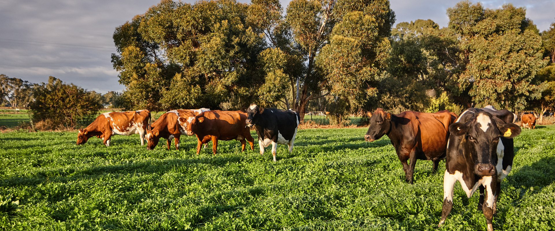 Cows in paddock