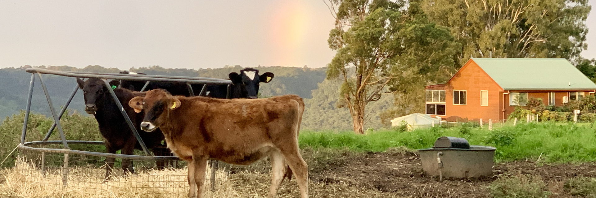 Wittacork Dairy Cottages.jpeg