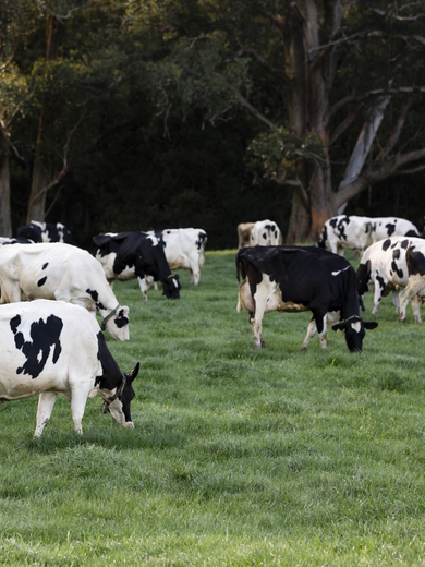 Grazing cows