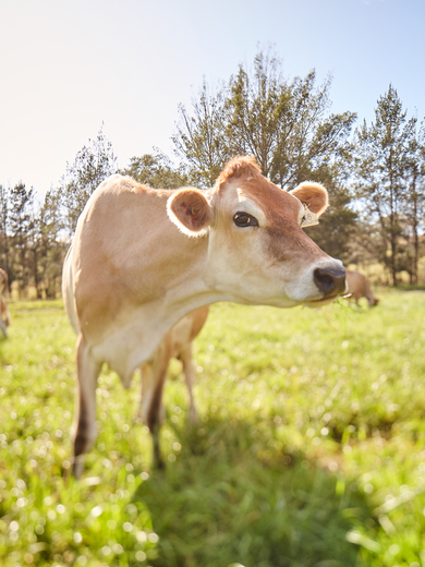 Cows in paddock