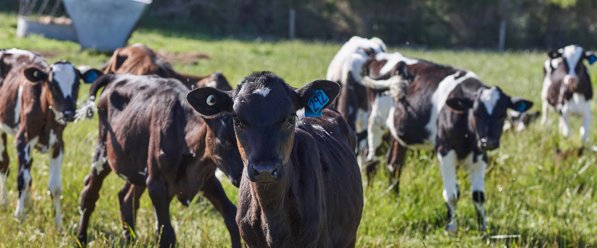 Calves in Gippsland