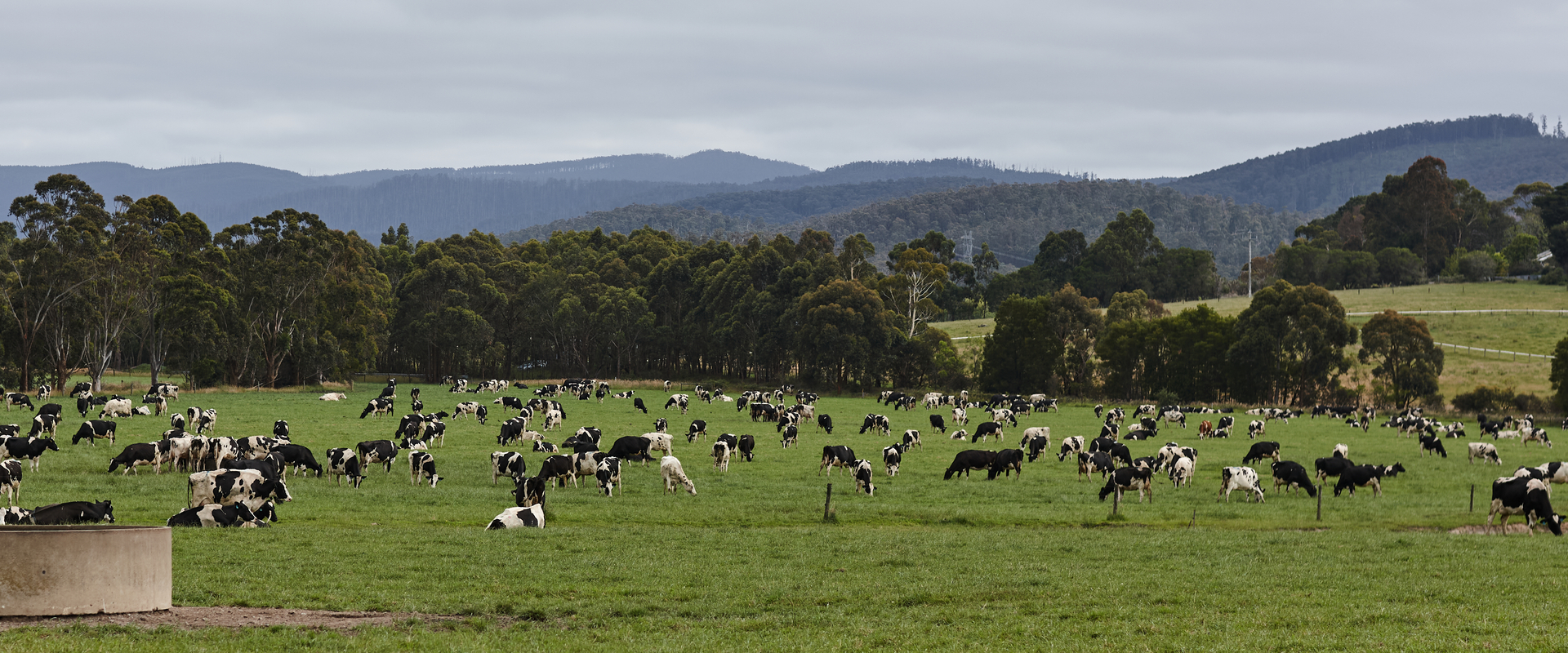 Cows on farm