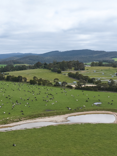 Drone shot of farm with cows 