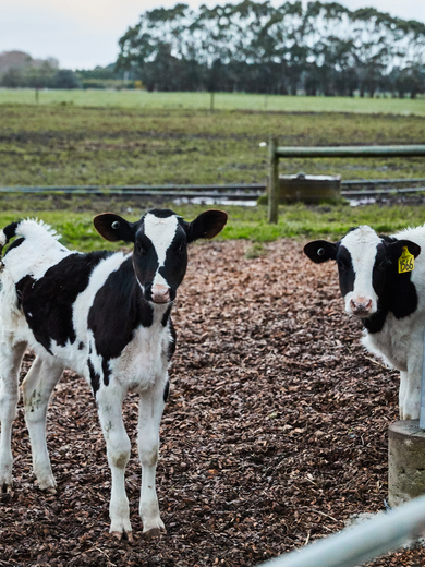 Calves