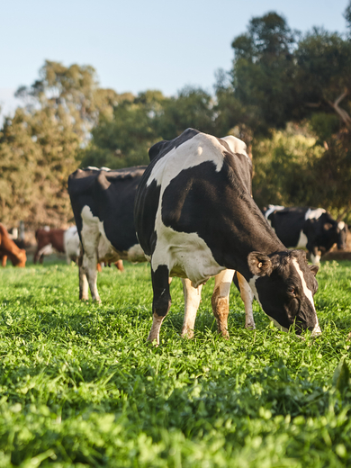 Cows grazing