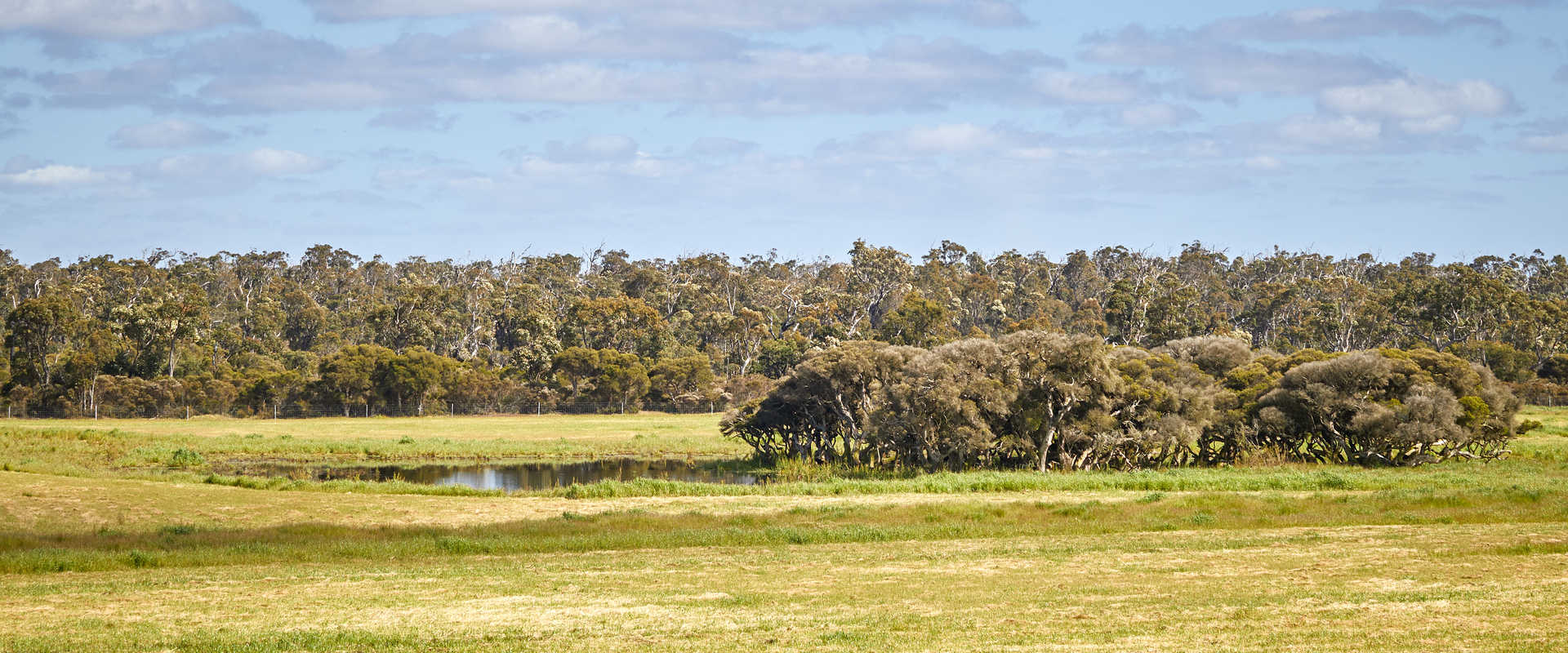 Pasture landscape