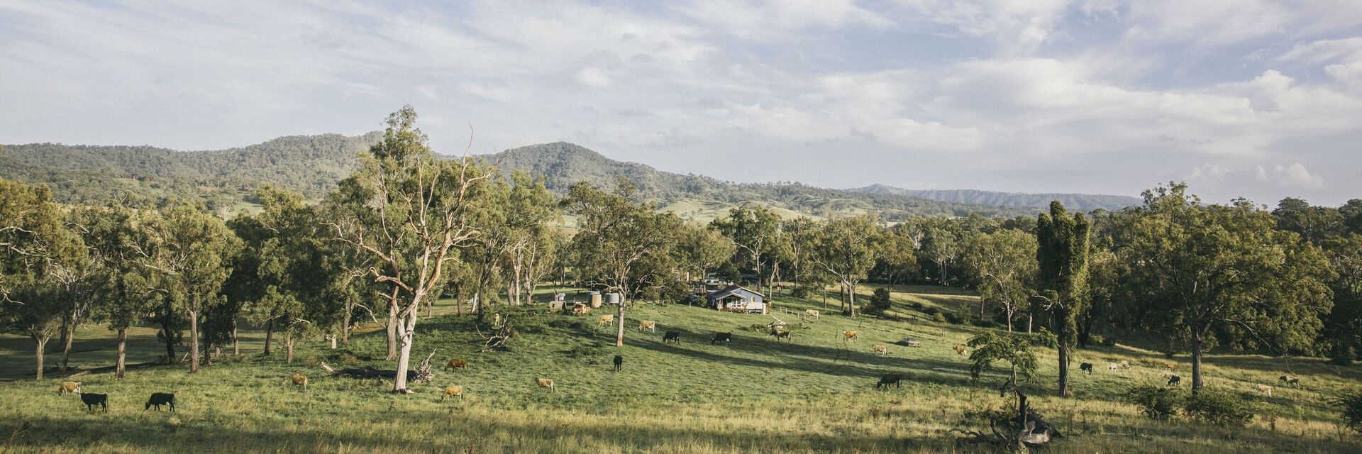 Tommerups dairy farm