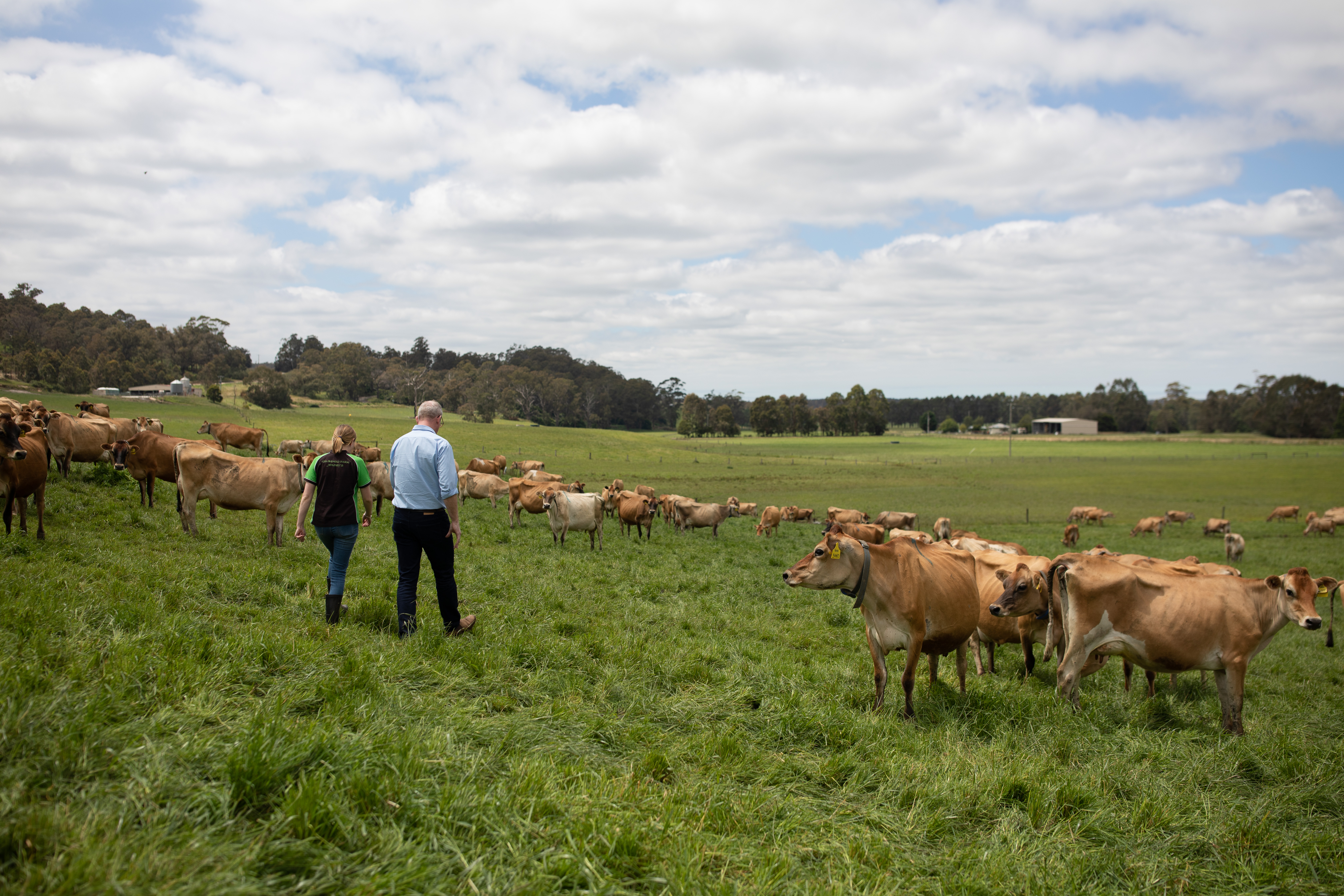 Walking the cow paddock