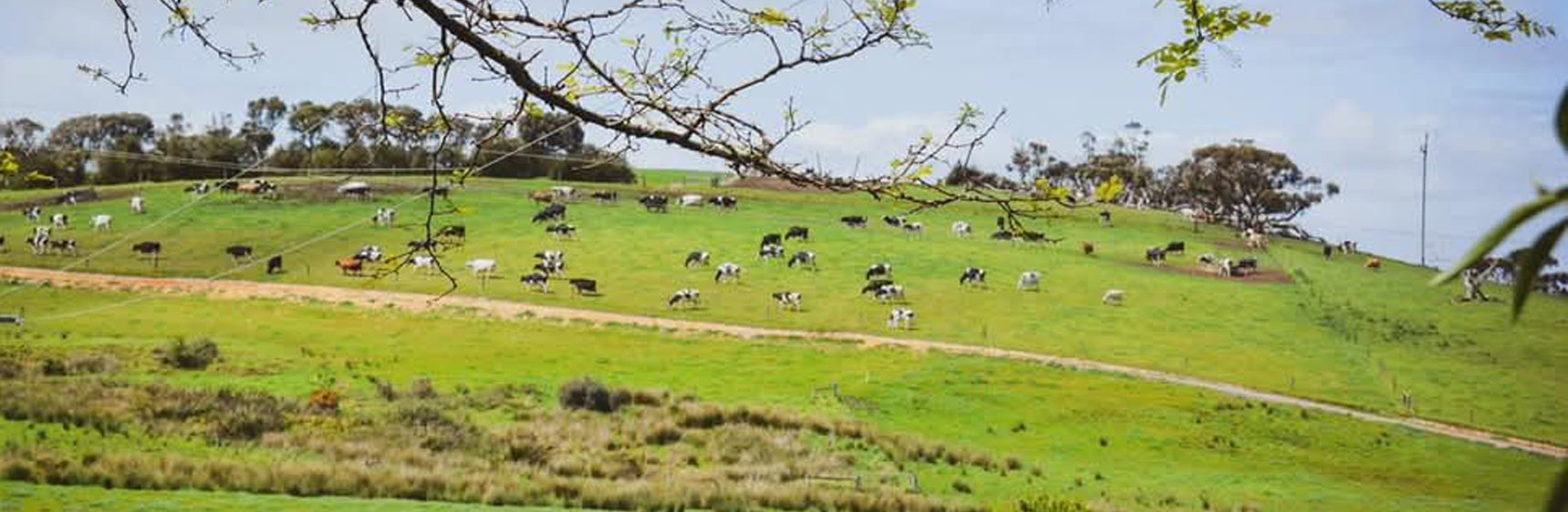 Welcome Springs -2.jpg