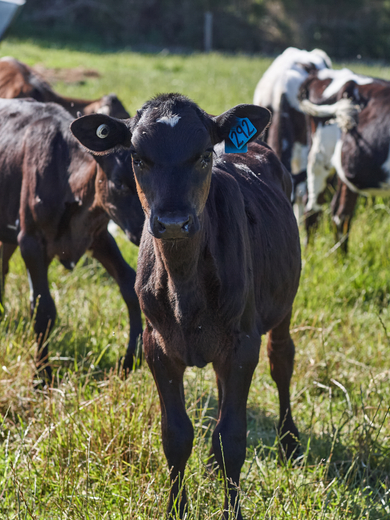 Calves in Gippsland