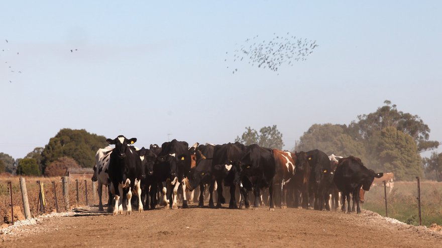 Cows on a laneway