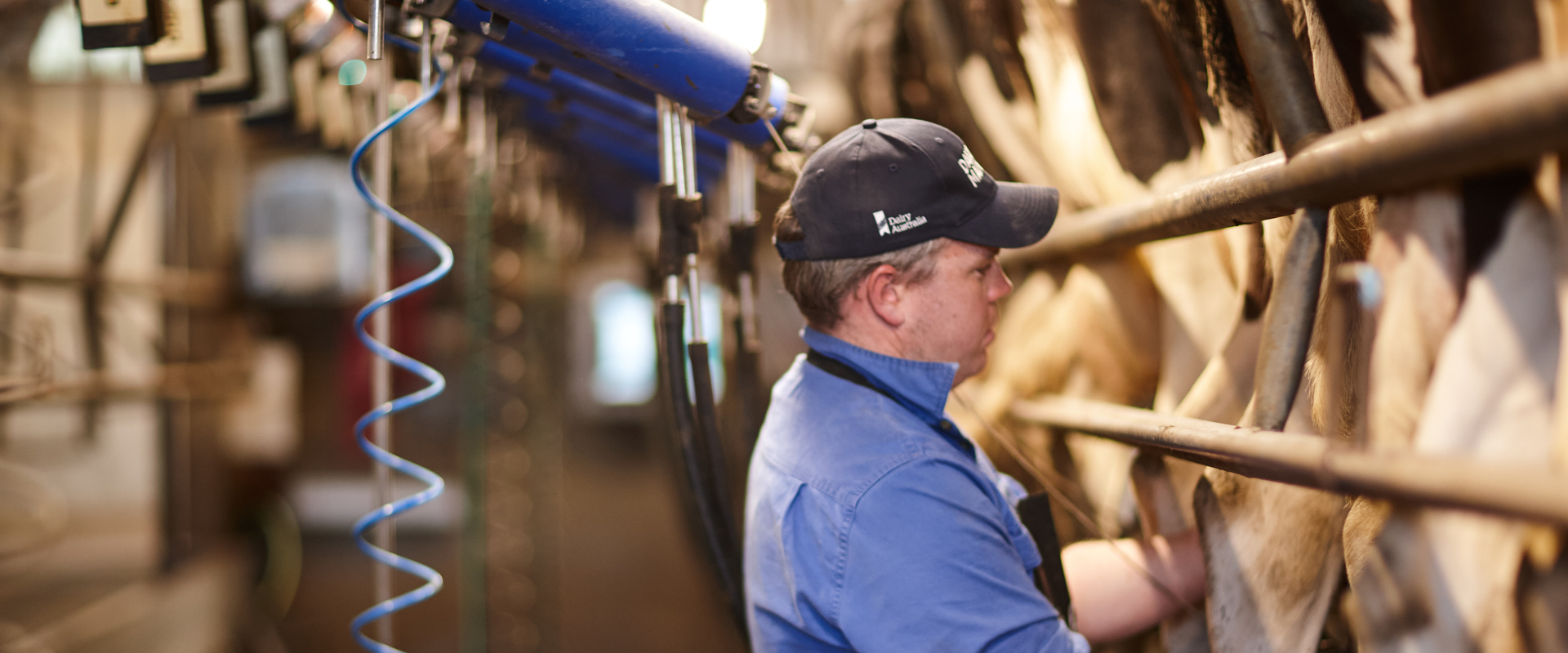 Farmer (Nick Minogue) milking