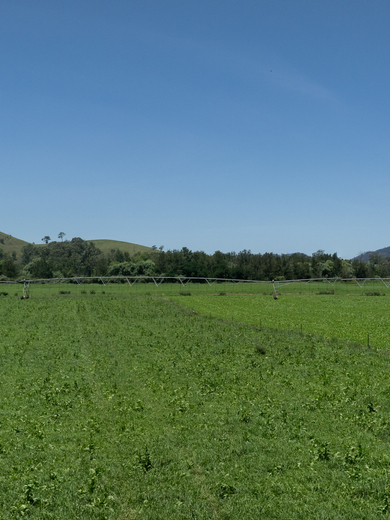 Multi-species pasture, Gloucester NSW