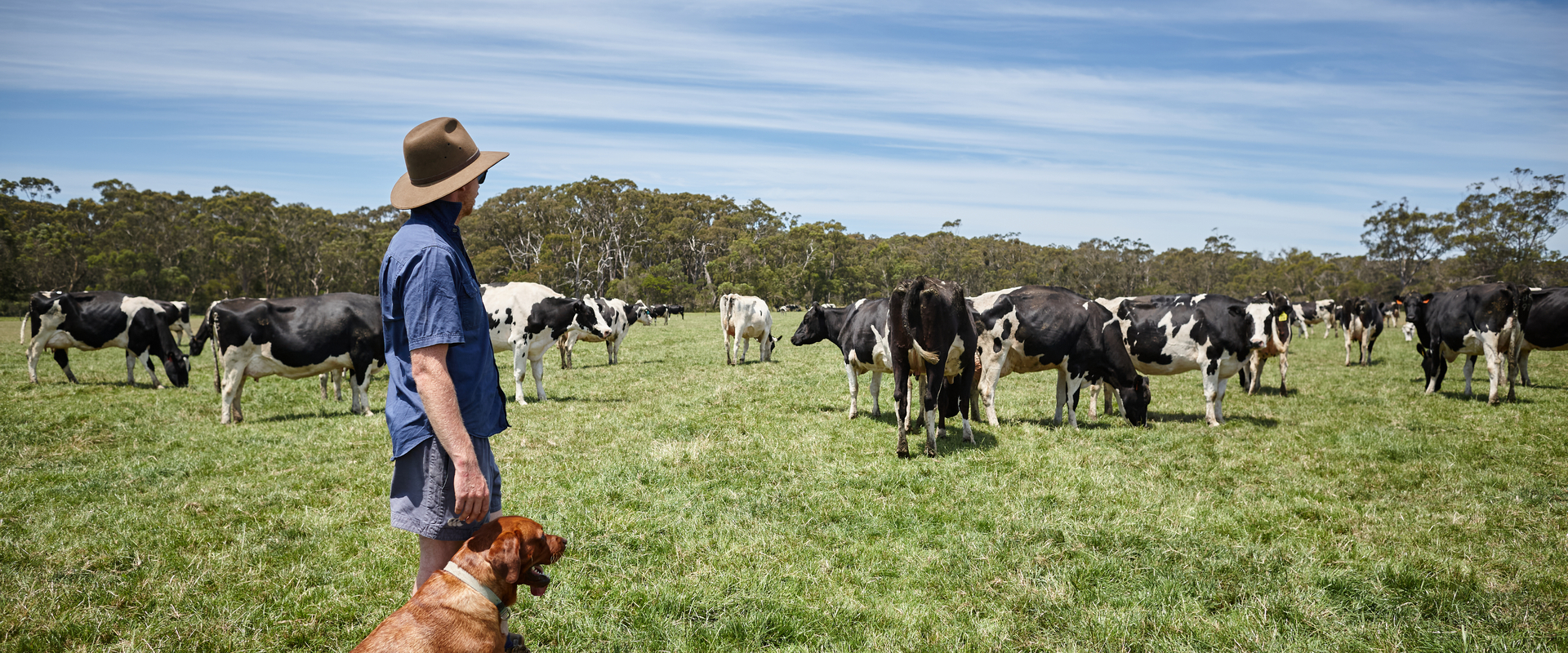 Farmer and dog on paddock with cows