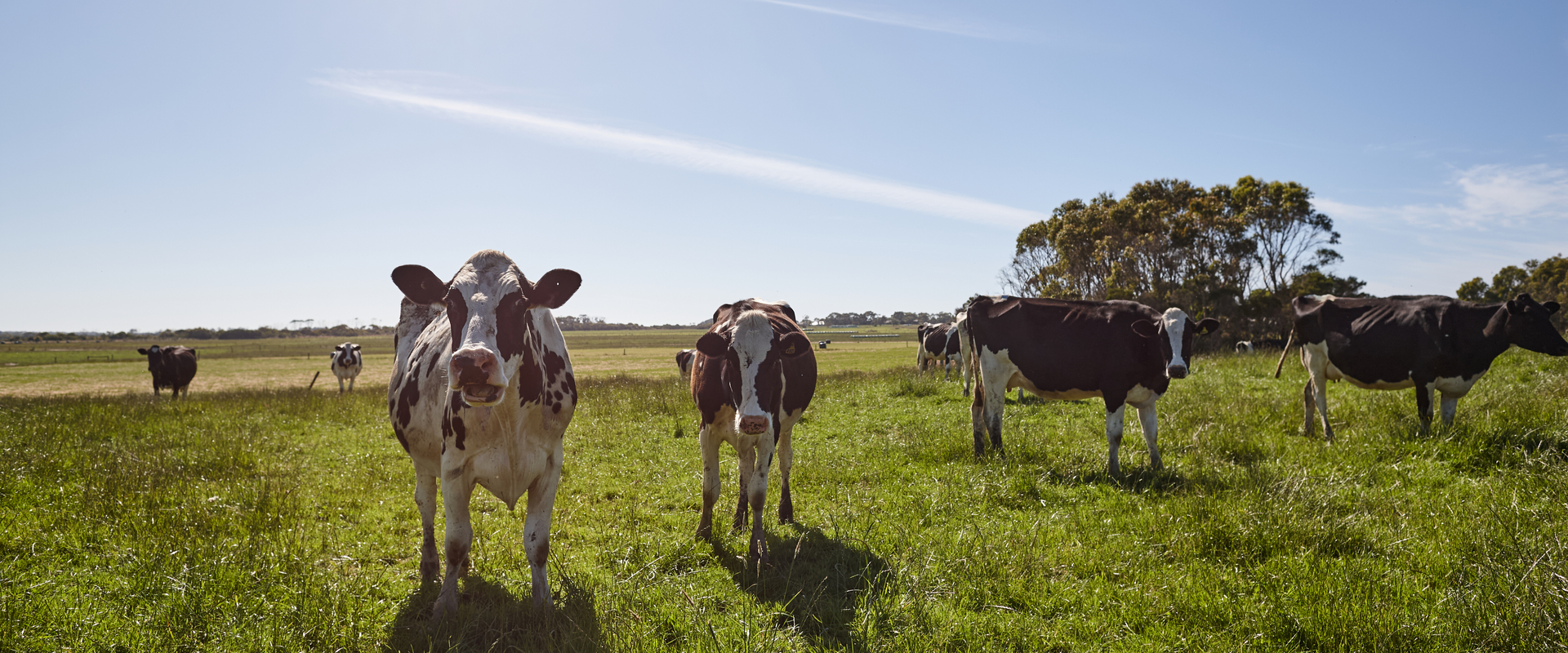 Cows in Gippsland