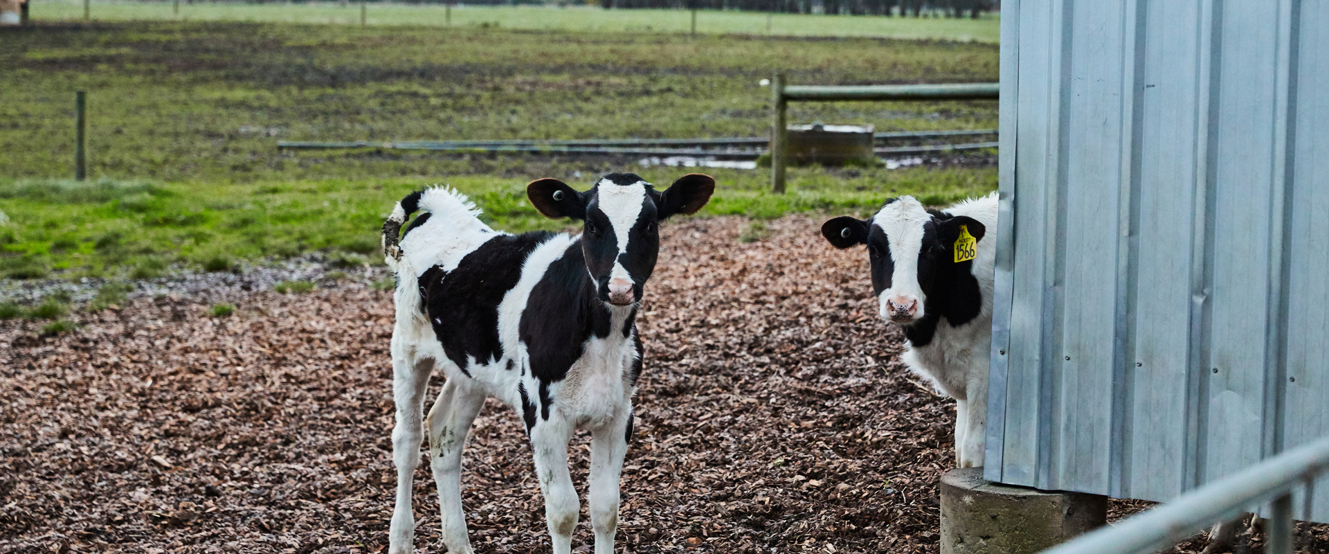 Calves