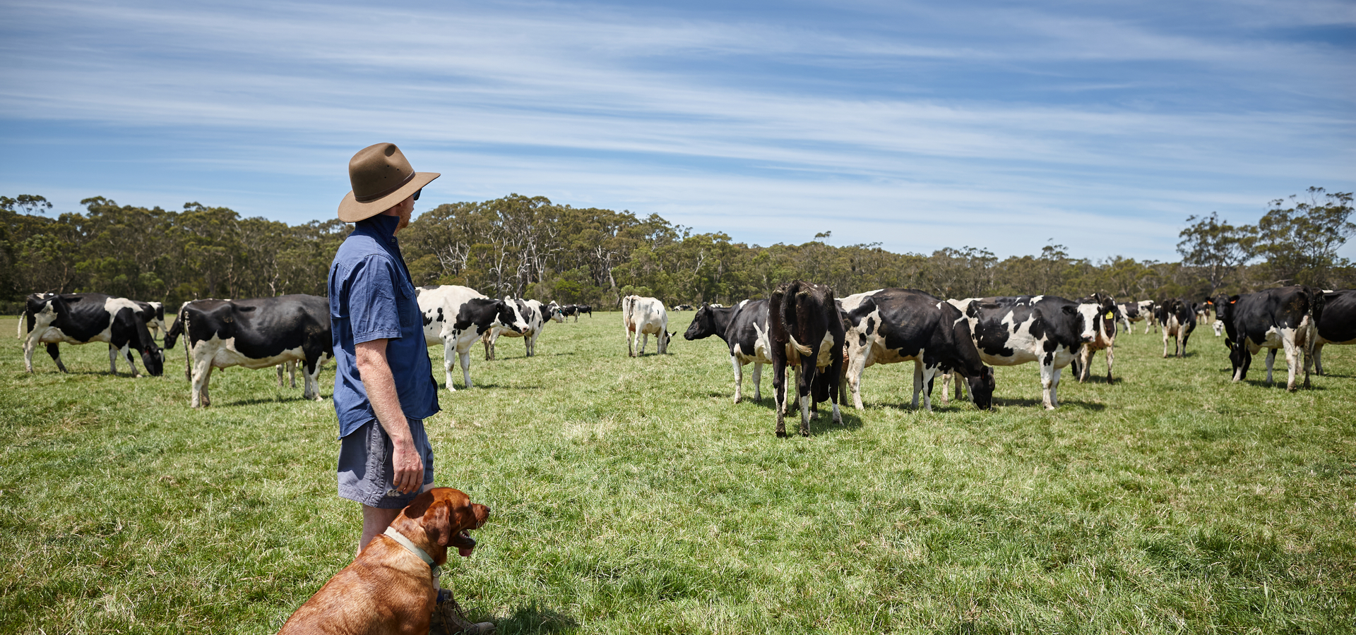 Farmer and dog on paddock with cows