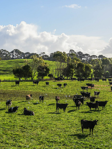 A hard of cows grazing on a sunny day.