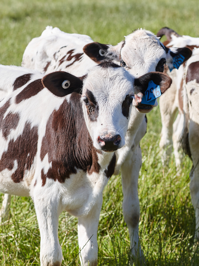 Calves in Gippsland