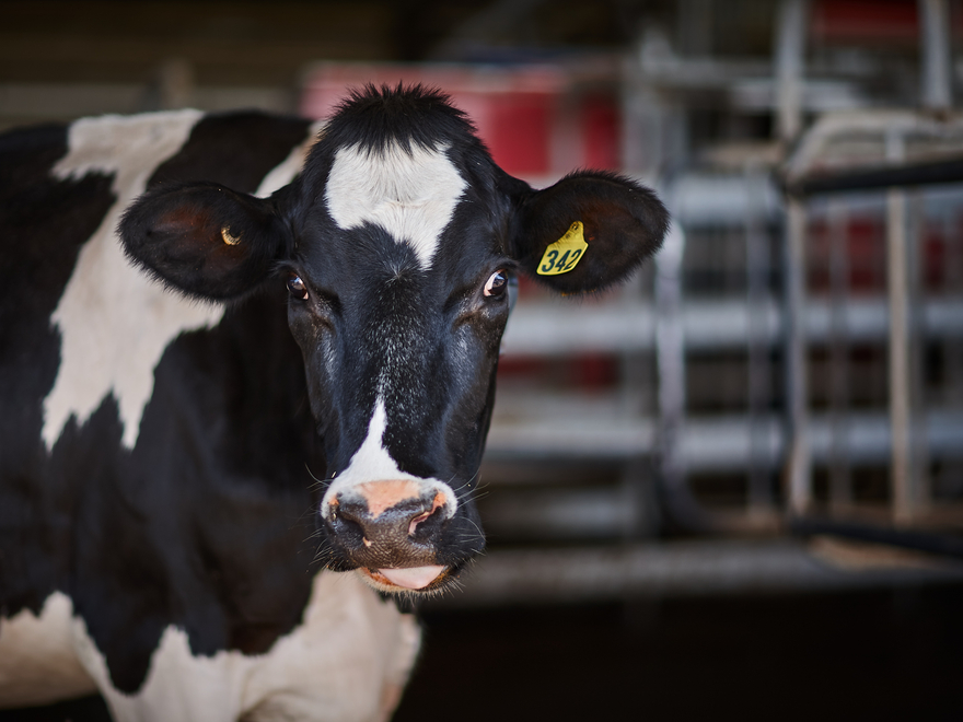 Holstein cow