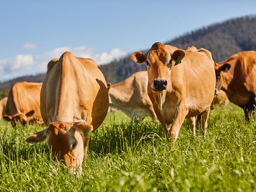 Cows in paddock