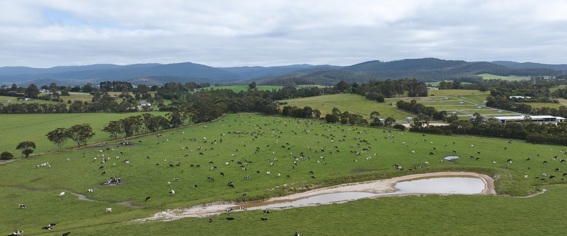 Drone shot of farm with cows 