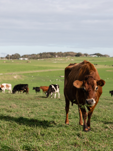 Grazing cows